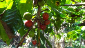 Coffee fruits
